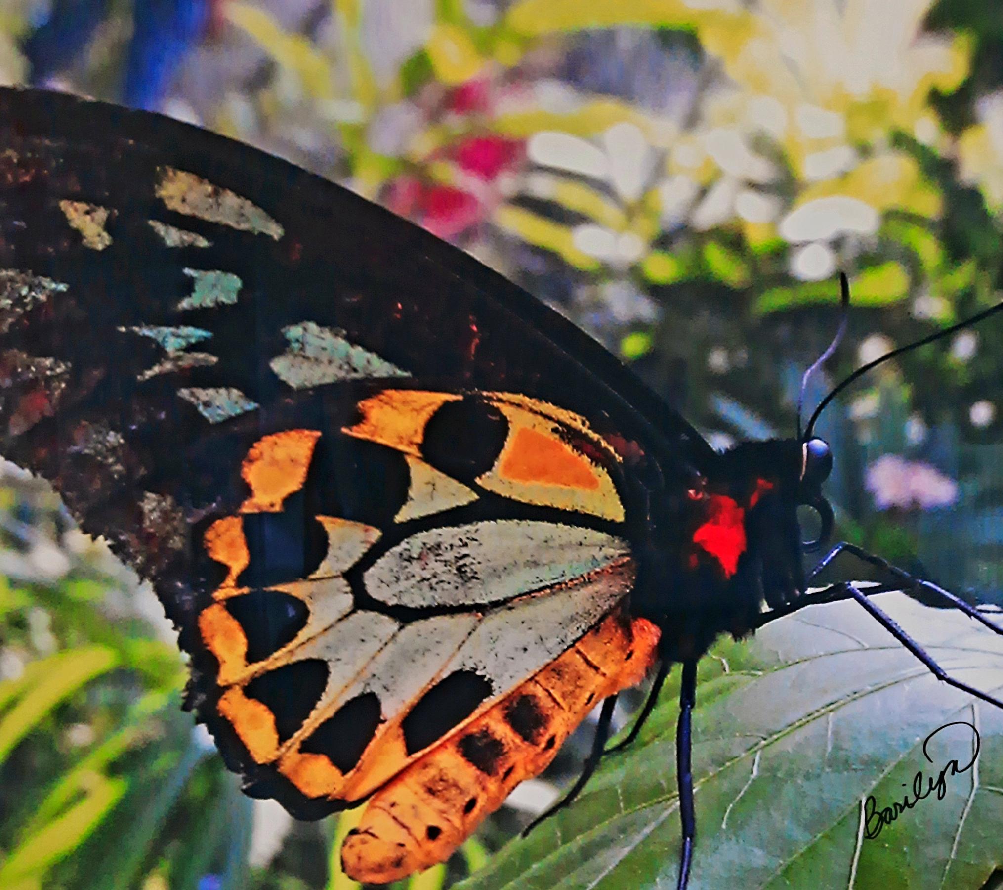 Large Butterfly 