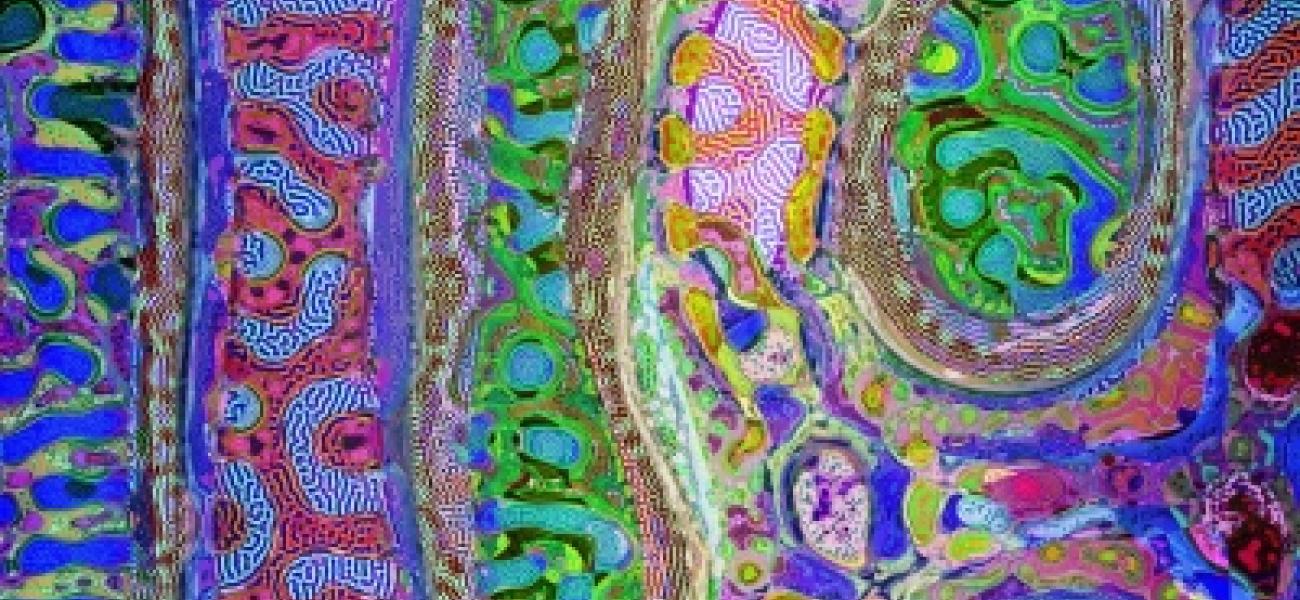 Hypnotic Art Shows How Patterns Emerge From Randomness in Nature