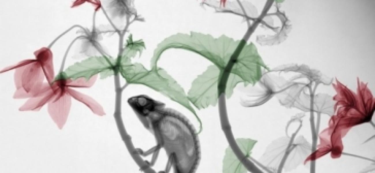 Scientist’s colorized X-ray images of nature make for stunning art