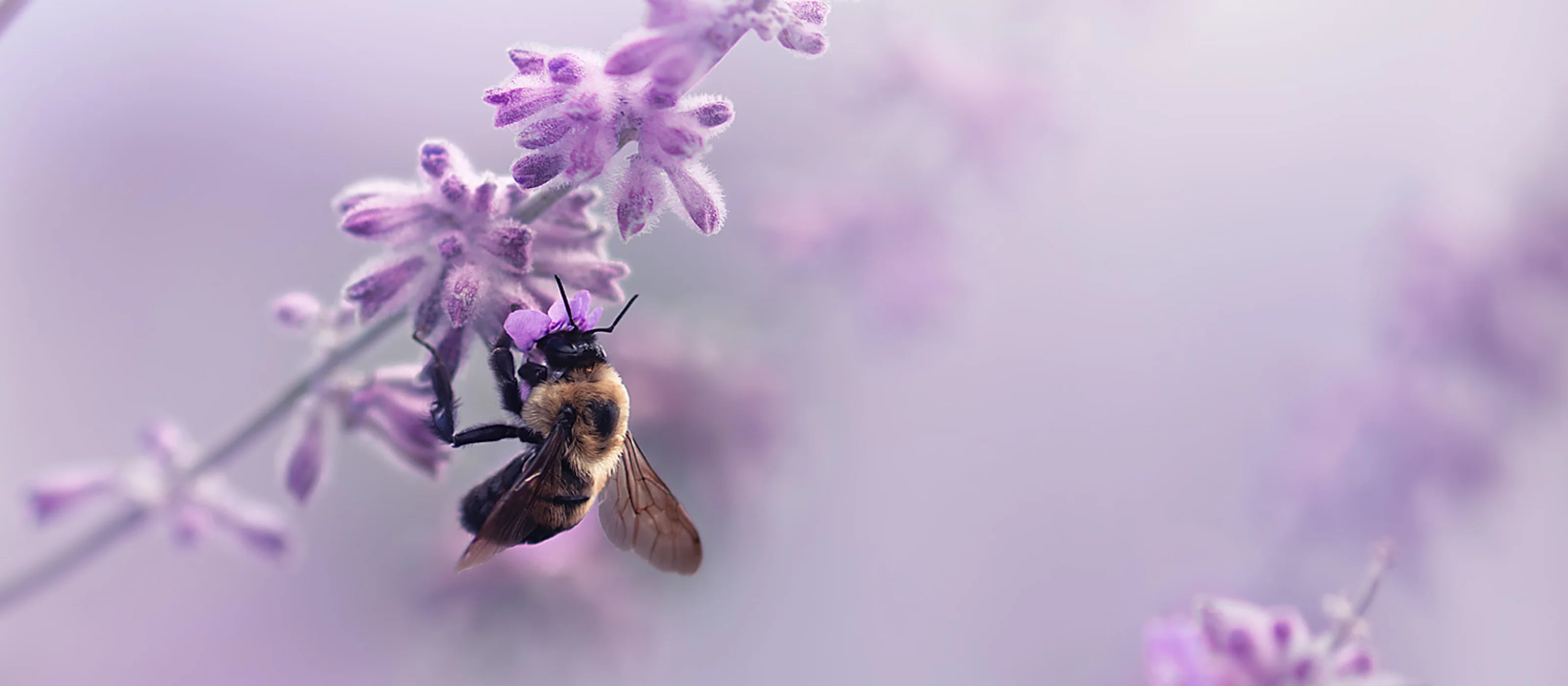 lavendar bee