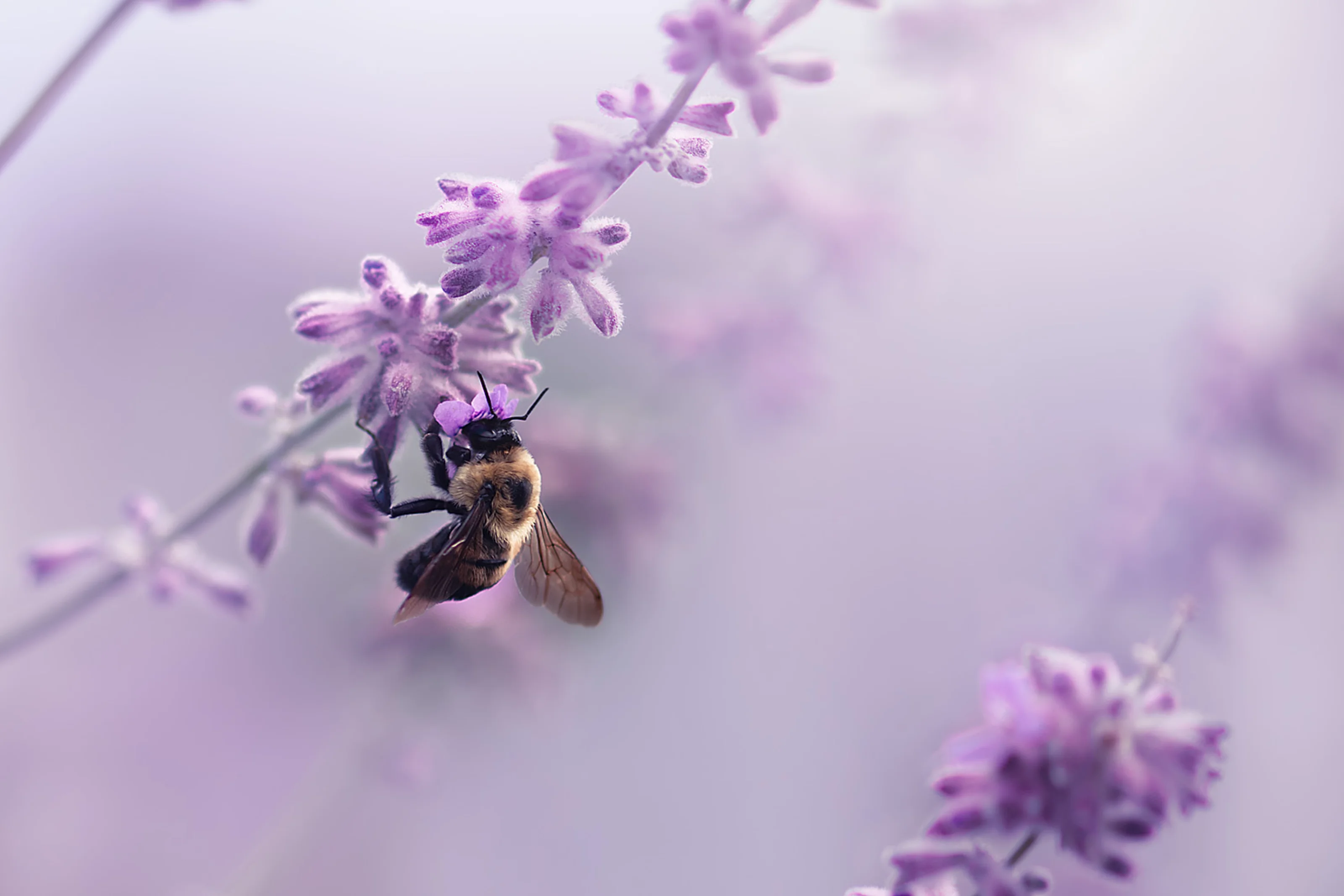 lavendar bee