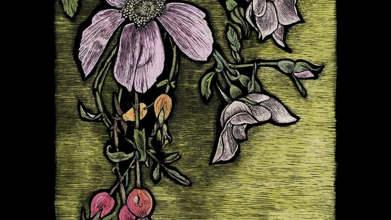 Wild Rose