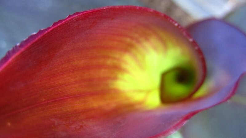 Cana Close-up