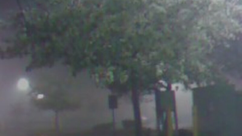 The fog took hid the trees