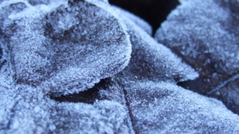 Icy Morning