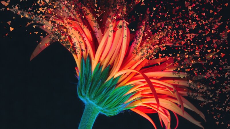 Photograph of an orange daisy exploding