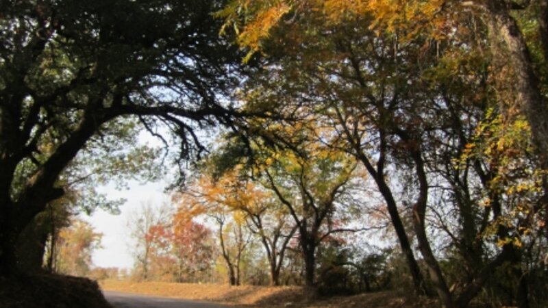 Colorful Fall Leaves