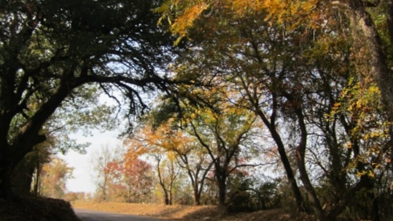 Colorful Fall Leaves