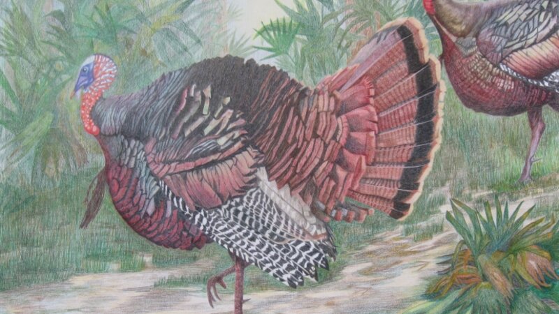 Osceola Turkeys' 