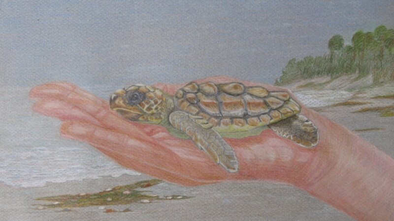 Baby Green Sea Turtle