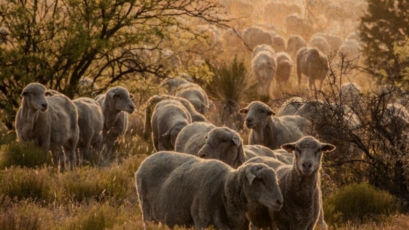 Range Ewes at Sunset