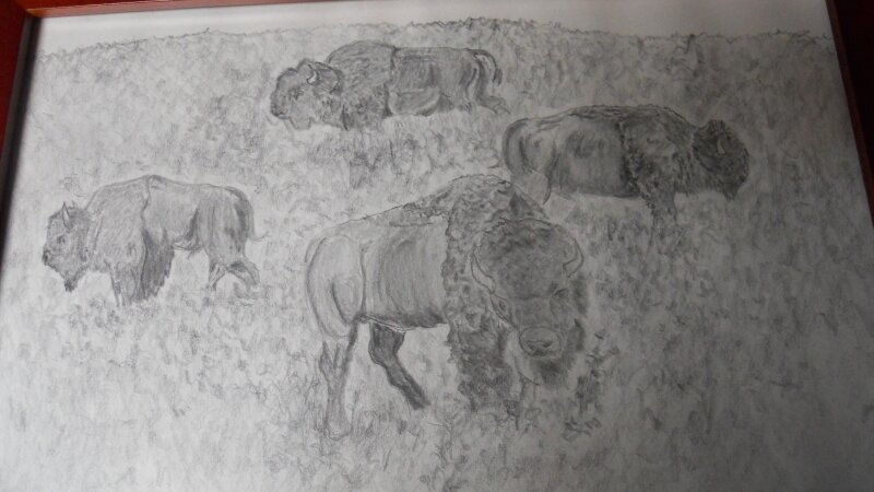Buffalo
