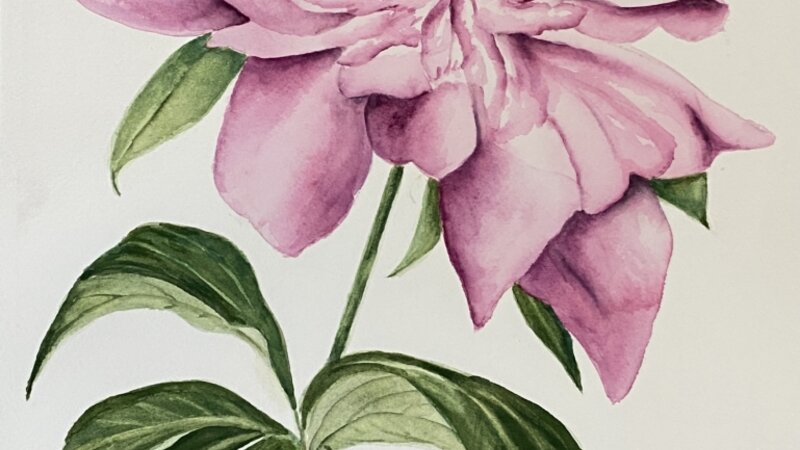 Pink Peony
