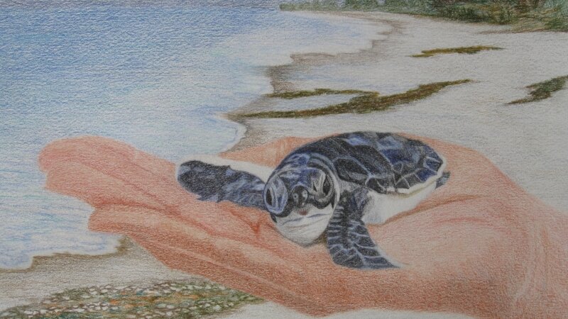 Baby Leather Back Turtle