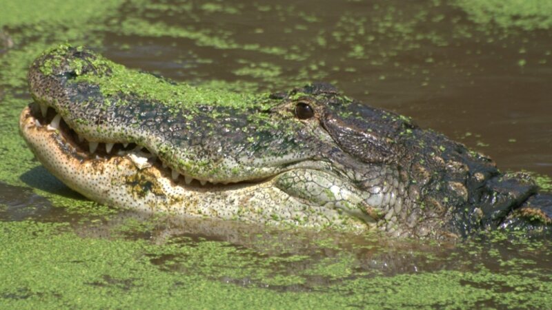 You Have Something In Your Teeth....