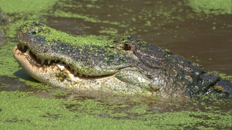 You Have Something In Your Teeth....