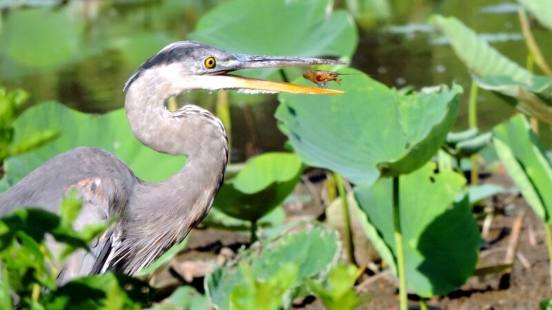 Great Blue Heron with Crawfish