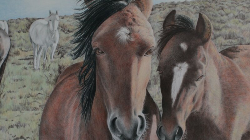 wild mustangs