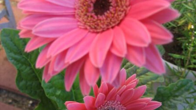Gerbera Daisies
