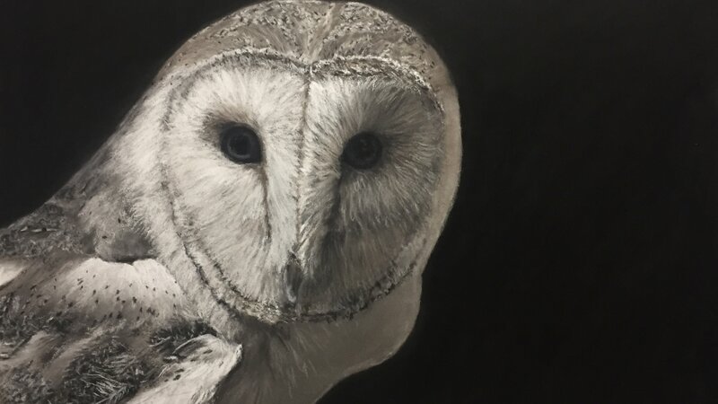 Owl, barn owl, Lane Burnor, animal, realistic art