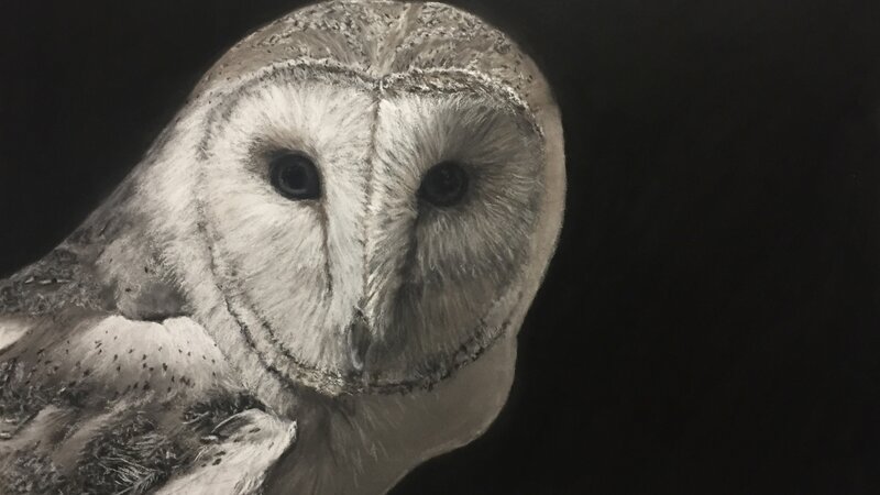 Owl, barn owl, Lane Burnor, animal, realistic art