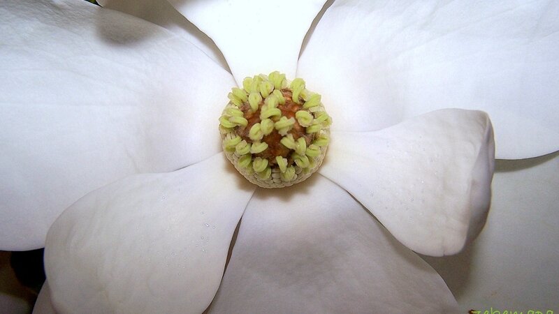 White Magnolia