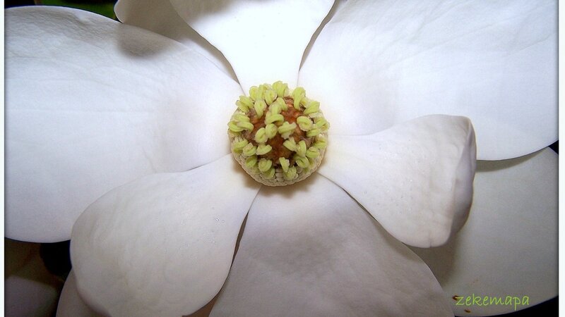 White Magnolia