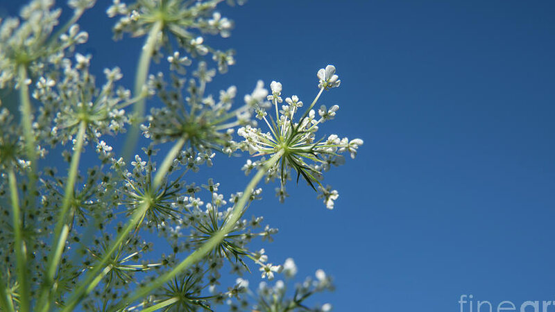 Wild Carrots -Blue Skys and Queen Anne's Lace