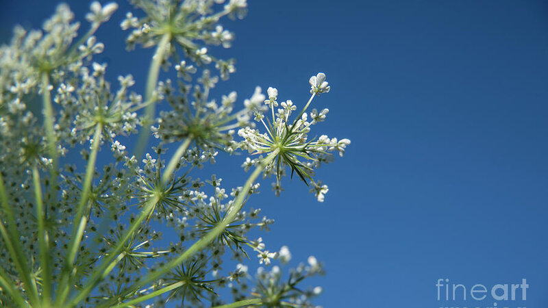 Wild Carrots -Blue Skys and Queen Anne's Lace