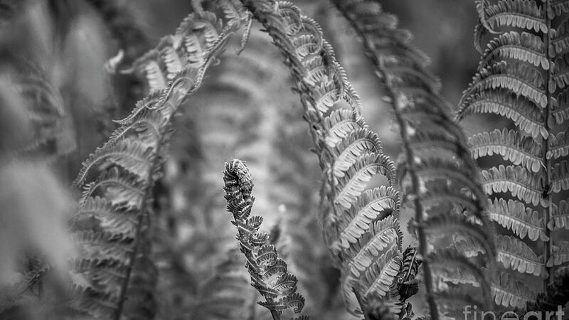 Ferns in Black and White