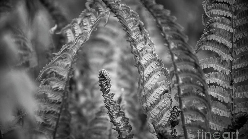 Ferns in Black and White