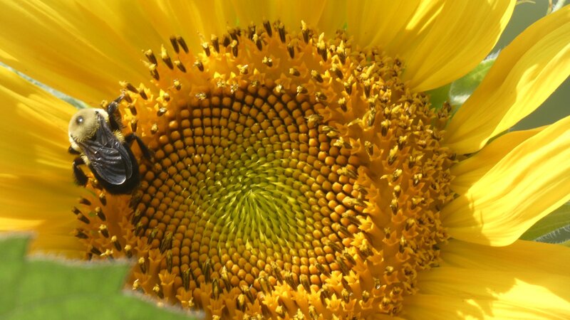 Bee on sunflower