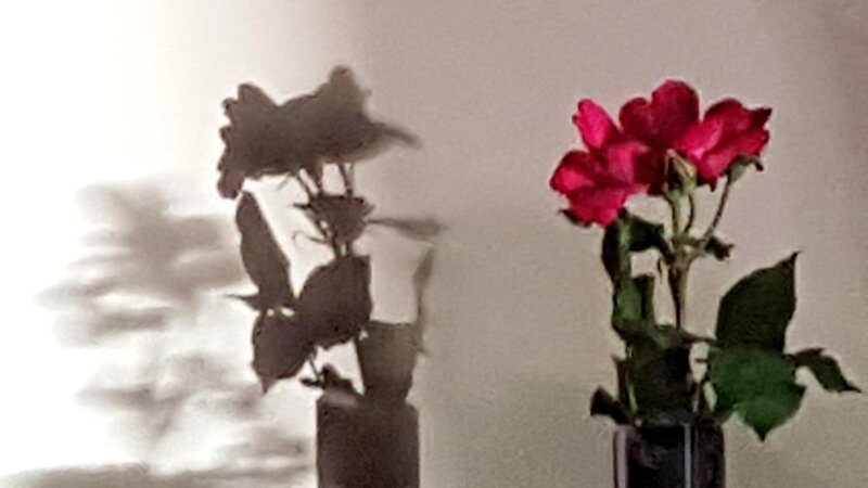 Flower with shadow