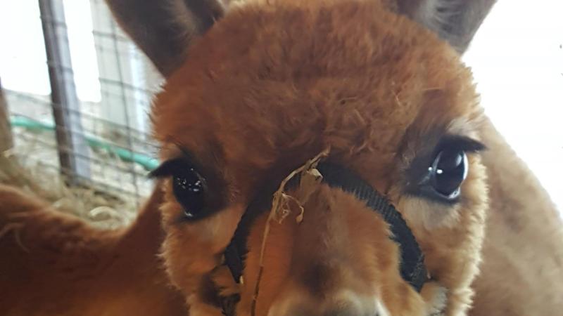 While on a trip to Peru we visited a farm and one of the alpacas kept following us like if wanting to introduce himself.
