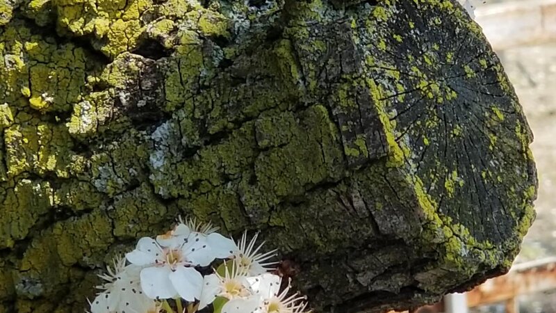 Old trank with new blooms