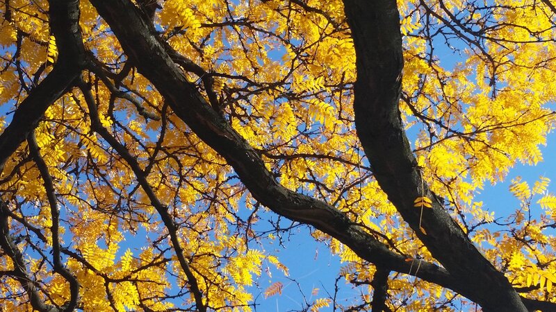 One gorgeous fall day i just happened to look up