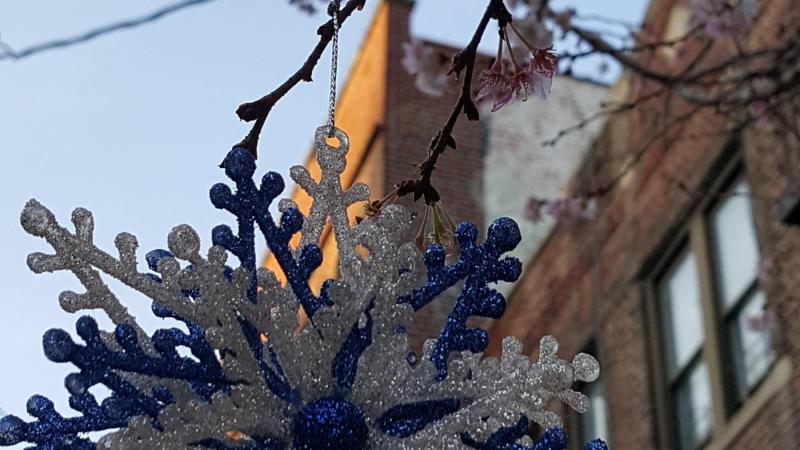 Warmth in christmas time and the trees are blooming