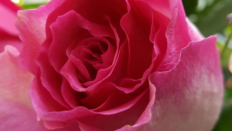 Pink rose