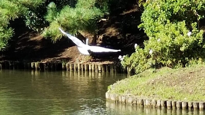 Stork in flight