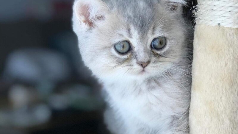 Kitten is hiding