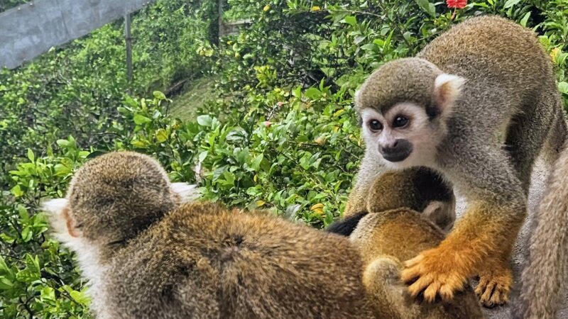 Squirrel monkeys
