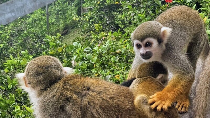Squirrel monkeys