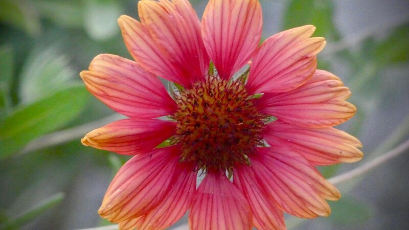 Beach blanket flower