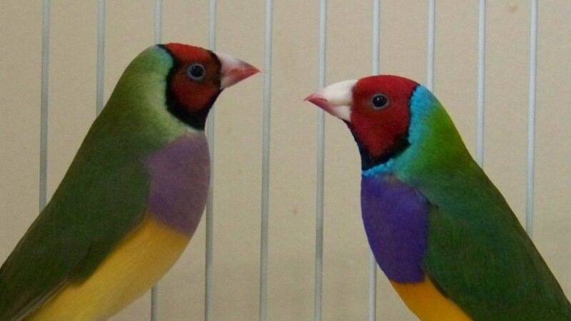 Watching Each Other's Back