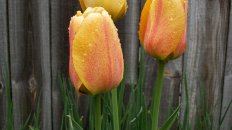 Rainey Day Tulip