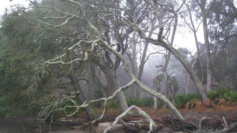 All Fall Down McQueen's Inlet 