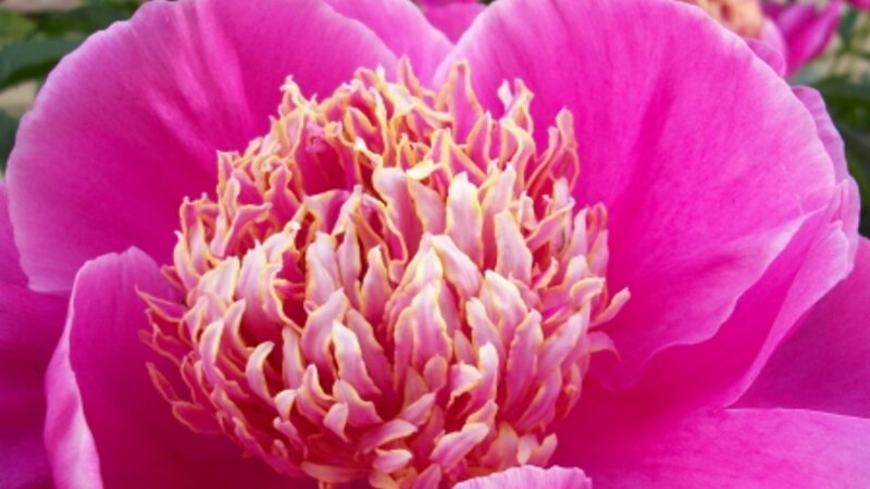 *Peony*