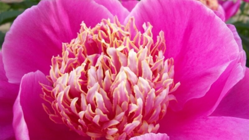 *Peony*