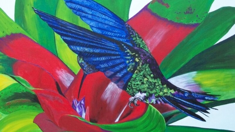 Humming Bird