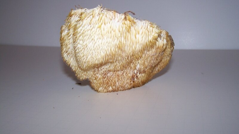 Lions mane mushroom